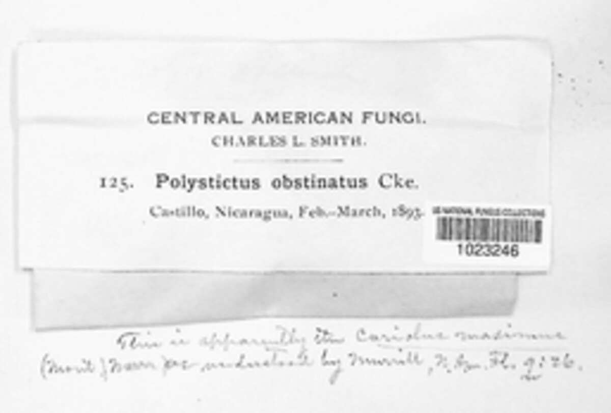 Polystictus obstinatus image